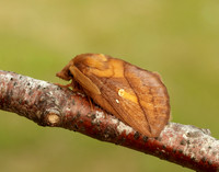 66.010 BF1640 Drinker Euthrix potatoria
