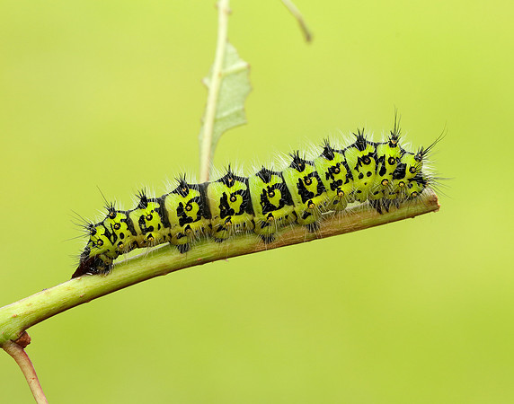 68.001 BF1643 Emperor Moth Saturnia pavonia