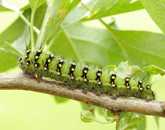 68.001 BF1643 Emperor Moth Saturnia pavonia