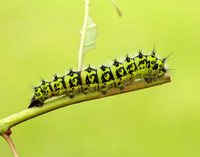 68.001 BF1643 Emperor Moth Saturnia pavonia