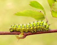 68.001 BF1643 Emperor Moth Saturnia pavonia