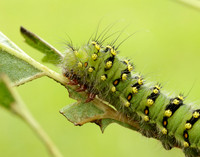 68.001 BF1643 Emperor Moth Saturnia pavonia