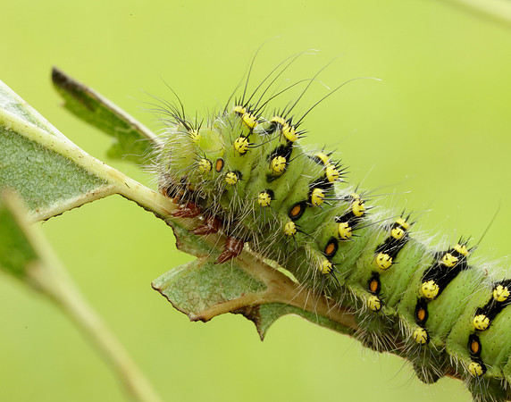 68.001 BF1643 Emperor Moth Saturnia pavonia