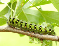 68.001 BF1643 Emperor Moth Saturnia pavonia
