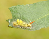 72.015 BF2028 Pale Tussock Calliteara pudibunda