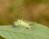 72.015 BF2028 Pale Tussock Calliteara pudibunda