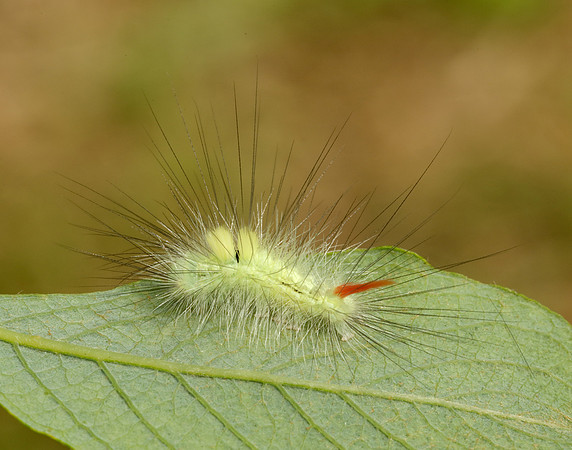 72.015 BF2028 Pale Tussock Calliteara pudibunda