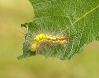72.015 BF2028 Pale Tussock Calliteara pudibunda
