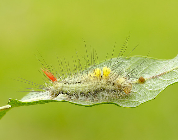 72.015 BF2028 Pale Tussock Calliteara pudibunda