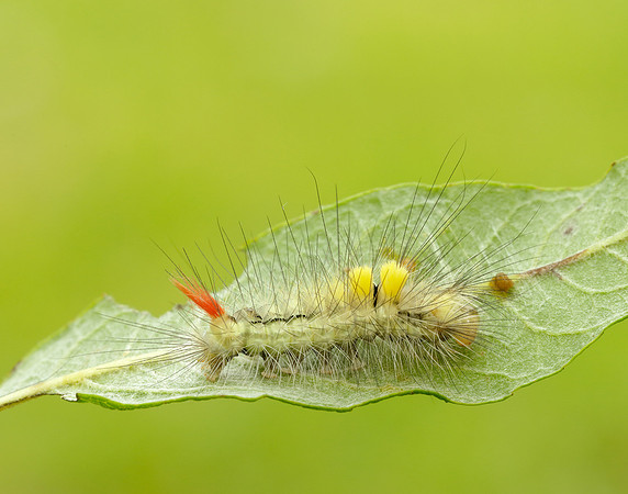 72.015 BF2028 Pale Tussock Calliteara pudibunda