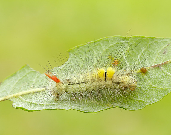 72.015 BF2028 Pale Tussock Calliteara pudibunda
