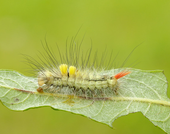 72.015 BF2028 Pale Tussock Calliteara pudibunda