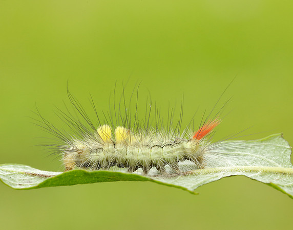 72.015 BF2028 Pale Tussock Calliteara pudibunda