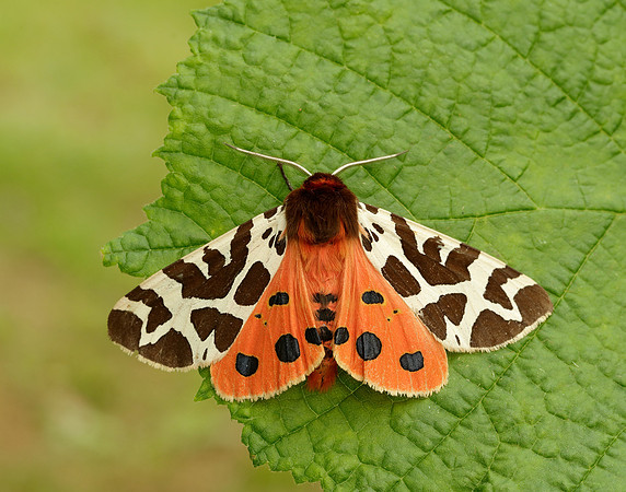 72.026 BF2057 Garden Tiger Arctia caja