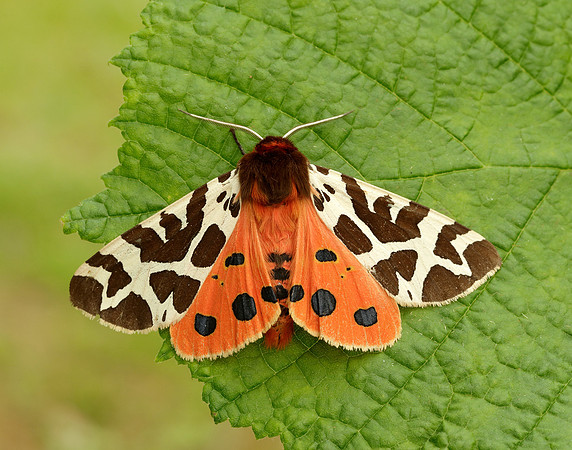 72.026 BF2057 Garden Tiger Arctia caja