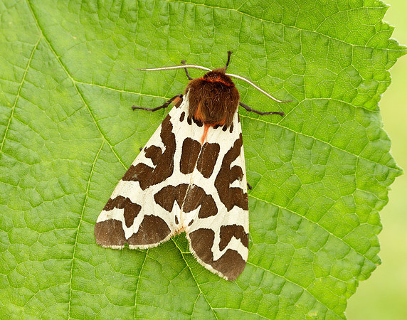 72.026 BF2057 Garden Tiger Arctia caja