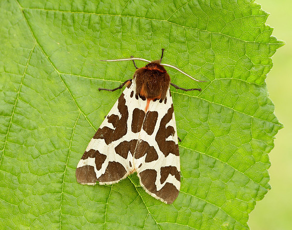 72.026 BF2057 Garden Tiger Arctia caja