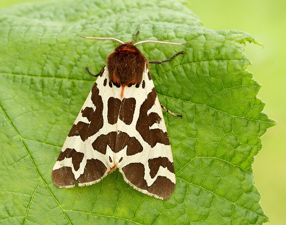 72.026 BF2057 Garden Tiger Arctia caja