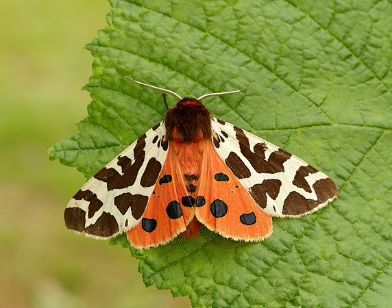 72.026 BF2057 Garden Tiger Arctia caja