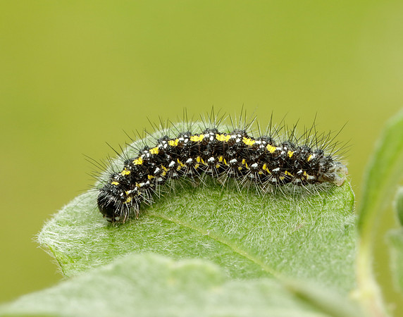 72.029 BF2068 Scarlet Tiger Callimorpha dominula