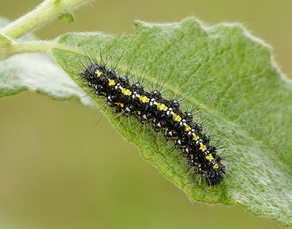 72.029 BF2068 Scarlet Tiger Callimorpha dominula