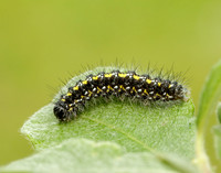72.029 BF2068 Scarlet Tiger Callimorpha dominula