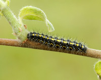 72.029 BF2068 Scarlet Tiger Callimorpha dominula