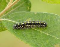 72.029 BF2068 Scarlet Tiger Callimorpha dominula
