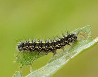 72.029 BF2068 Scarlet Tiger Callimorpha dominula