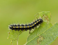 72.029 BF2068 Scarlet Tiger Callimorpha dominula