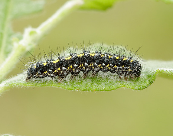 72.029 BF2068 Scarlet Tiger Callimorpha dominula