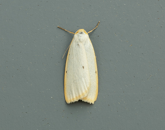 72.038 BF2040 Four-dotted Footman Cybosia mesomella