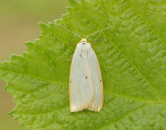 72.038 BF2040 Four-dotted Footman Cybosia mesomella