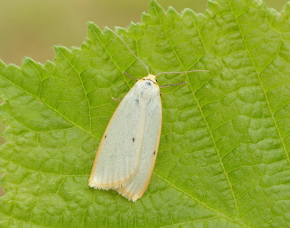72.038 BF2040 Four-dotted Footman Cybosia mesomella