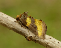 73.012 BF2434 Burnished Brass Diachrysia chrysitis