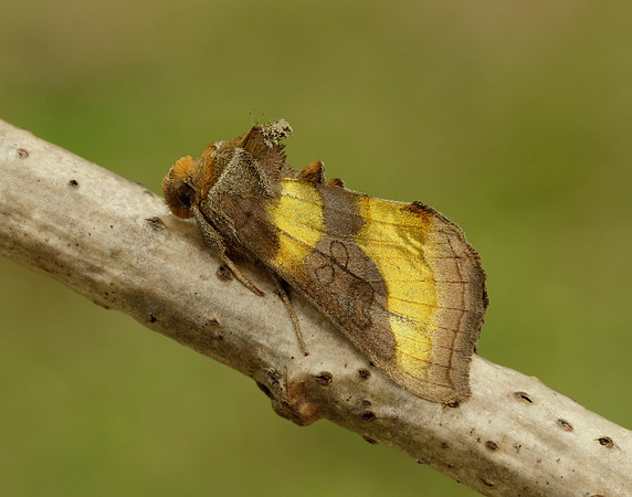 73.012 BF2434 Burnished Brass Diachrysia chrysitis