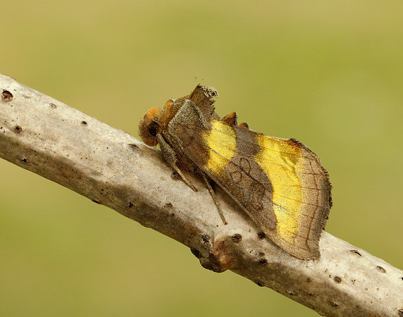 73.012 BF2434 Burnished Brass Diachrysia chrysitis
