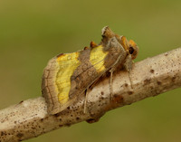 73.012 BF2434 Burnished Brass Diachrysia chrysitis