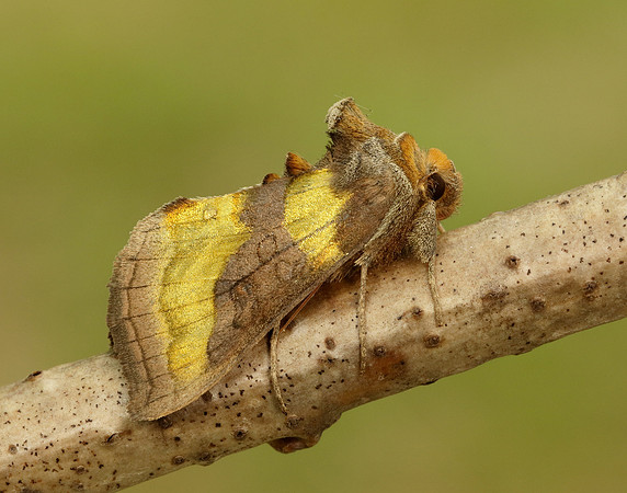 73.012 BF2434 Burnished Brass Diachrysia chrysitis