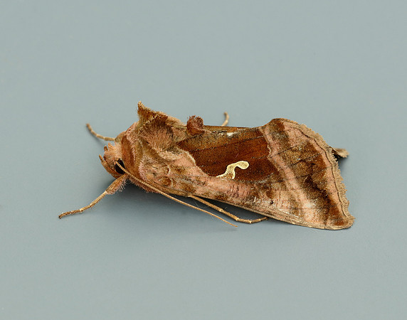 73.012 BF2434 Burnished Brass Diachrysia chrysitis