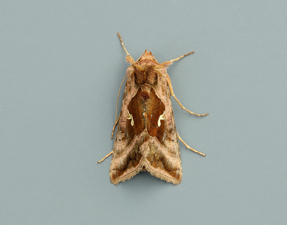 73.012 BF2434 Burnished Brass Diachrysia chrysitis
