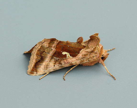 73.012 BF2434 Burnished Brass Diachrysia chrysitis