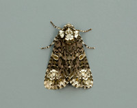 73.047 BF2291 Coronet Craniophora ligustri