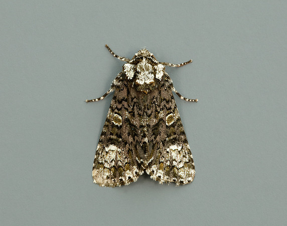 73.047 BF2291 Coronet Craniophora ligustri