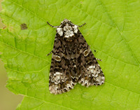 73.047 BF2291 Coronet Craniophora ligustri