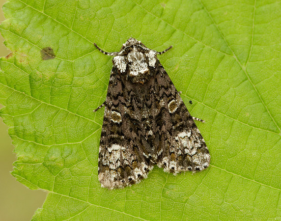 73.047 BF2291 Coronet Craniophora ligustri