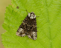 73.047 BF2291 Coronet Craniophora ligustri