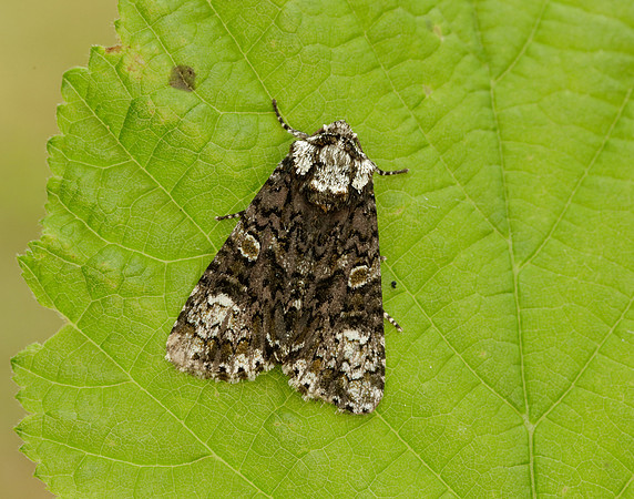 73.047 BF2291 Coronet Craniophora ligustri