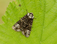73.047 BF2291 Coronet Craniophora ligustri