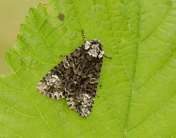 73.047 BF2291 Coronet Craniophora ligustri
